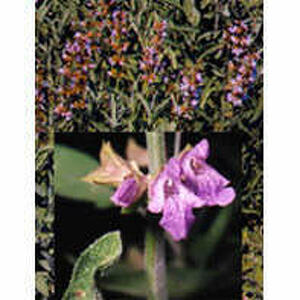  - Tsa Salvia Officinalis 50ml