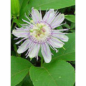  - Tsa Passiflora Incarnata 50ml